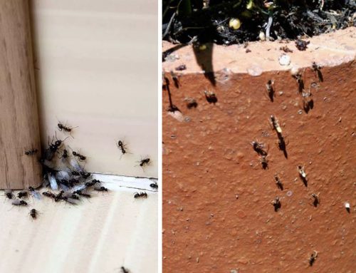 Stavte na osvedčené babské rady a zbavte sa mravcov doma i na záhrade nadobro