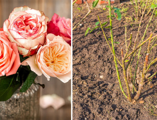 Z vázy rovno do záhonu. 3 spôsoby, ako jednoducho zakoreniť kupované rezané ruže.