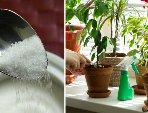 Do kvetináča pridajte lyžičku cukru – toto sú najlacnejšie účinne domáce hnojivá pre vaše izbové rastliny