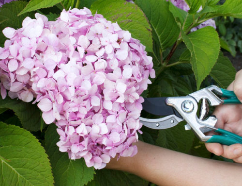 Každoročná dilema záhradkárov VYRIEŠENÁ! Strihať hortenzie na jeseň alebo až na jar?