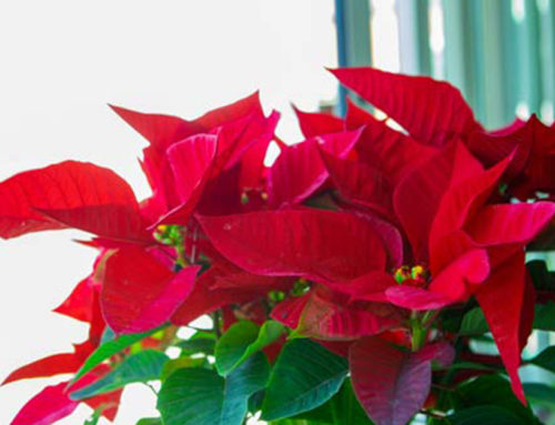 Vianočná ruža – ako udržať túto VIANOČNÚ rastlinku pri ŽIVOTE po celý rok?
