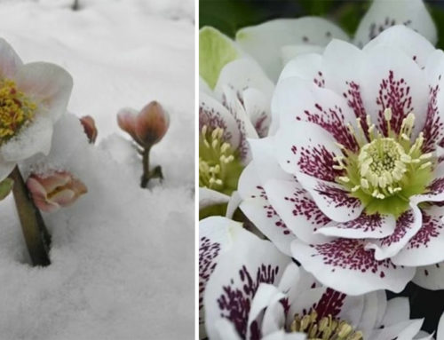 Čemerica – kvetina, ktorá ako prvá ozdobí vašu záhradu po zime. Prečo by mala byť v každej záhrade?