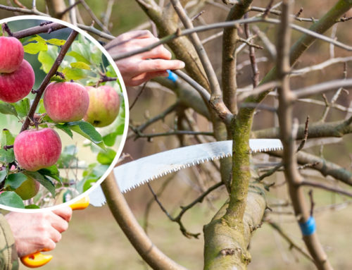 Bohatú úrodu jabloní a hrušiek vám zaručí dobre spravený jarný prerez. Ako ho však spraviť?
