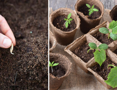Je lepšie uhorky zasadiť rovno do zeme, alebo si najskôr vypestovať sadenice? TOTO je ten správny spôsob pestovania