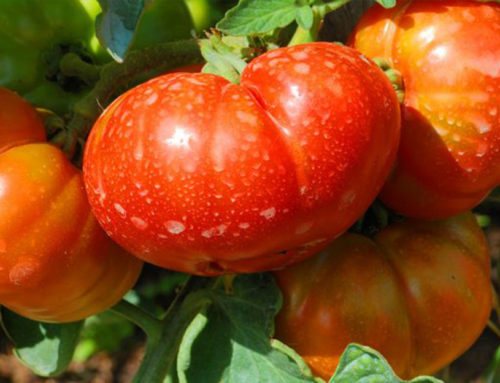 Starý ľudový recept, ktorý sľubuje zvýšený rast a produktivitu paradajok. Vyskúšaný a naozaj funguje perfektne!