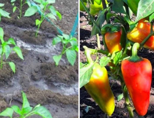Čo potrebujú moje papriky pri presadení do zeme? Pre bohatú úrodu a rýchly rast určite nezabudnite na TOTO!