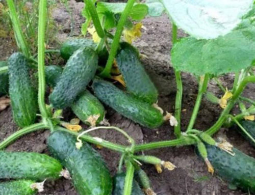12 tajomstiev skúsených záhradkárov, ako dopestovať peknú a veľkú úrodu uhoriek na otvorených záhonoch