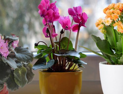 Stačí 1 tableta a vaša izbová rastlina okamžite OŽIJE: základná výživa pre bujné kvitnutie a rast